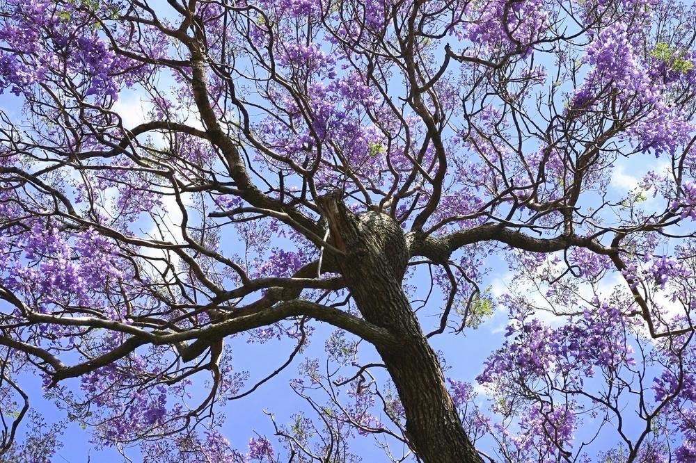 Ct Hotel Pretoria-Noord Zewnętrze zdjęcie Jacaranda tree